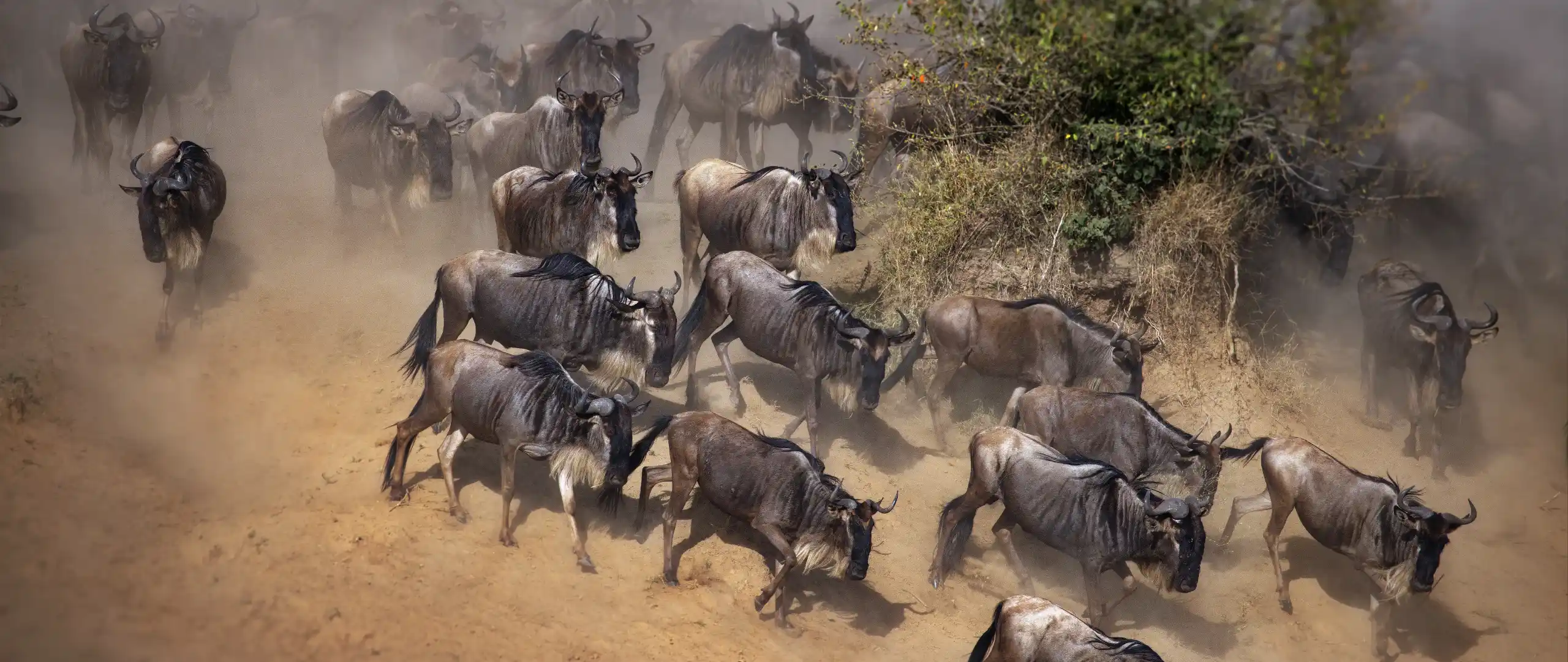 Massive wildebeest herd during the Great Migration in Maasai Mara ecosystem - Porcupine Tours