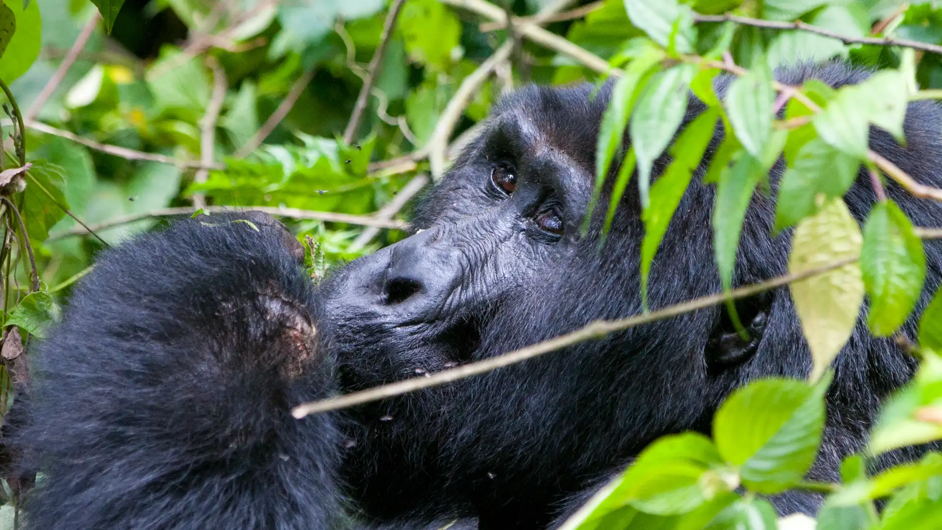 5-Day Gorillas & Wildlife Safari – Queen Elizabeth & Bwindi - Porcupine Tours