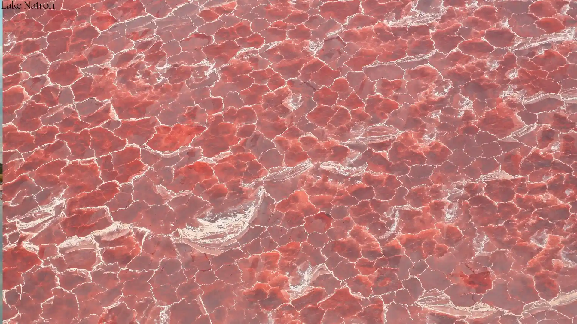Aerial view of Lake Natron's surreal pink and orange mineral crusts created by alkaline bacteria