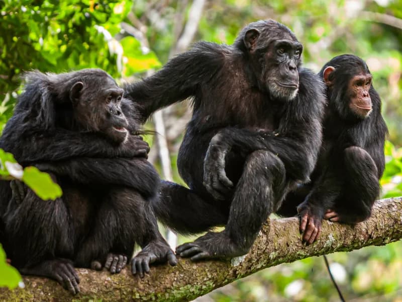 Kibale National Park safari in Tanzania - Porcupine Tours
