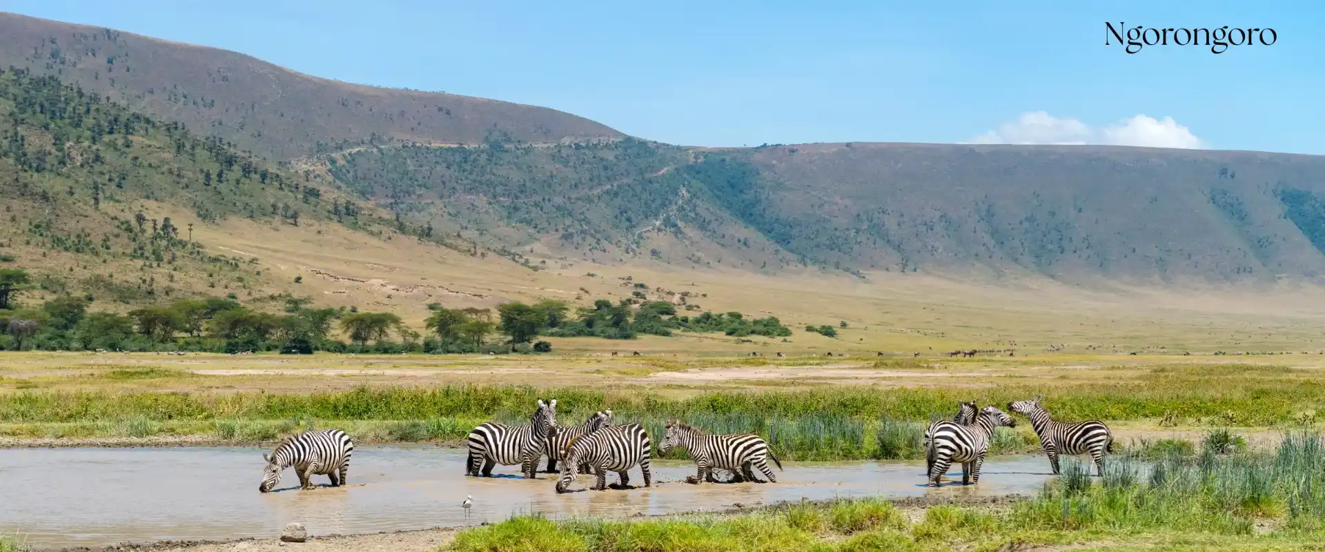 Ngorongoro Crater safari in Tanzania - Porcupine Tours