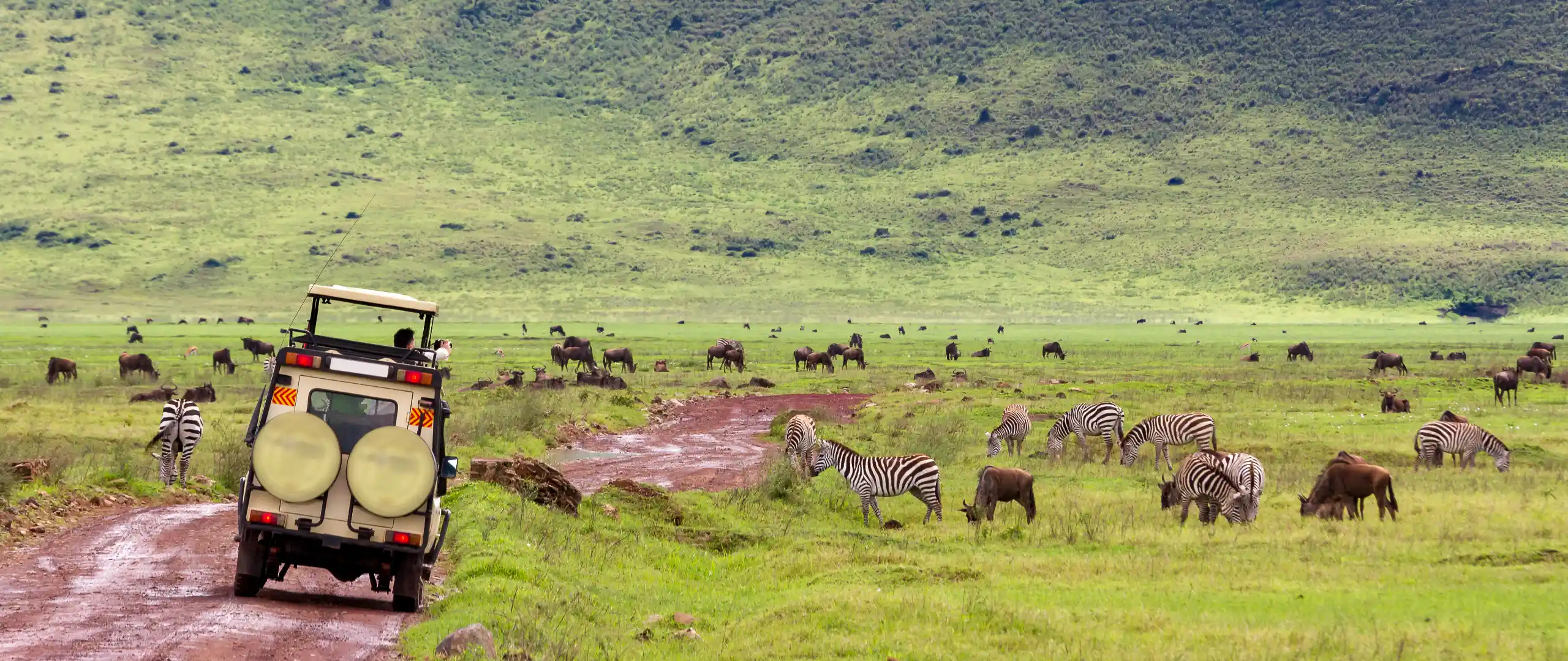 Witness Ngorongoro crater's incredible wildlife - Porcupine Tours