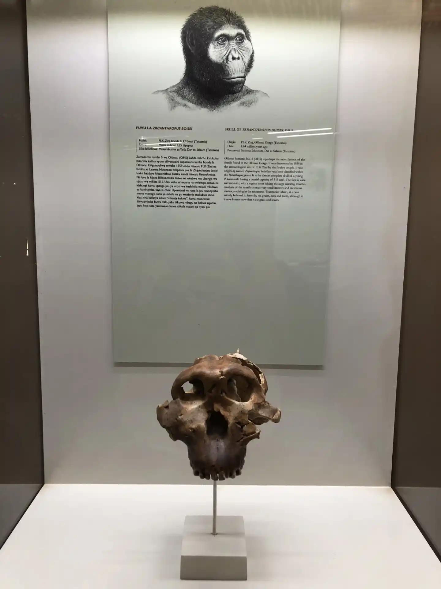 Replica of the Zinjanthropus skull at Olduvai Gorge Museum - By Kufundisha, CC BY-SA 4.0, https://commons.wikimedia.org/w/index.php?curid=86199043