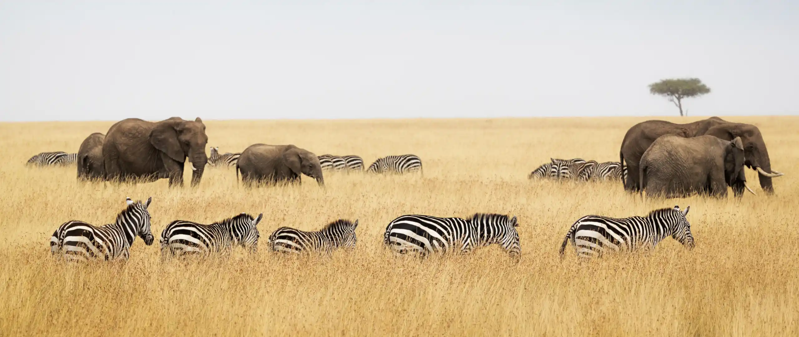 Explore the breathtaking remoteness of Serengeti - Porcupine Tours