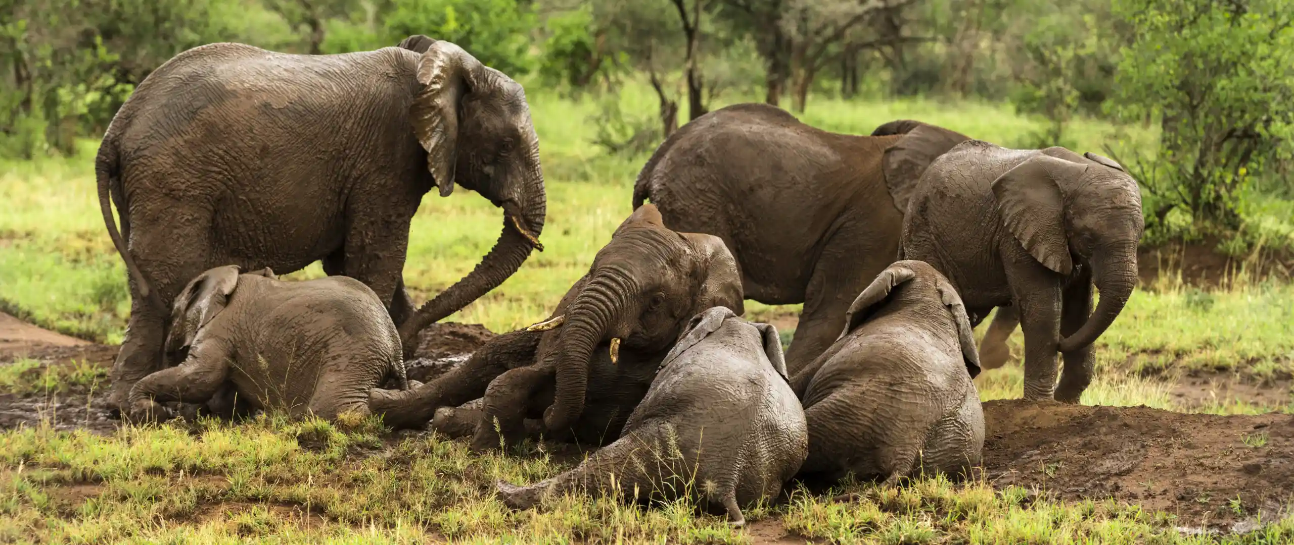 Elephant herd resting in the Serengeti - conservation success increasing populations - Porcupine Tours