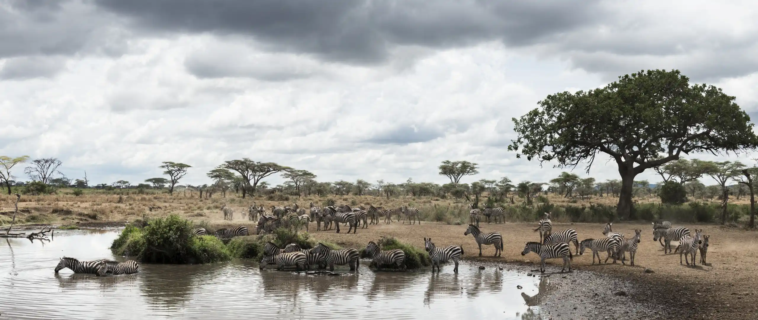 Tanzania Shatters Tourism Records: $4.2 Billion Revenue, World's Leading Safari Destination - Porcupine Tours