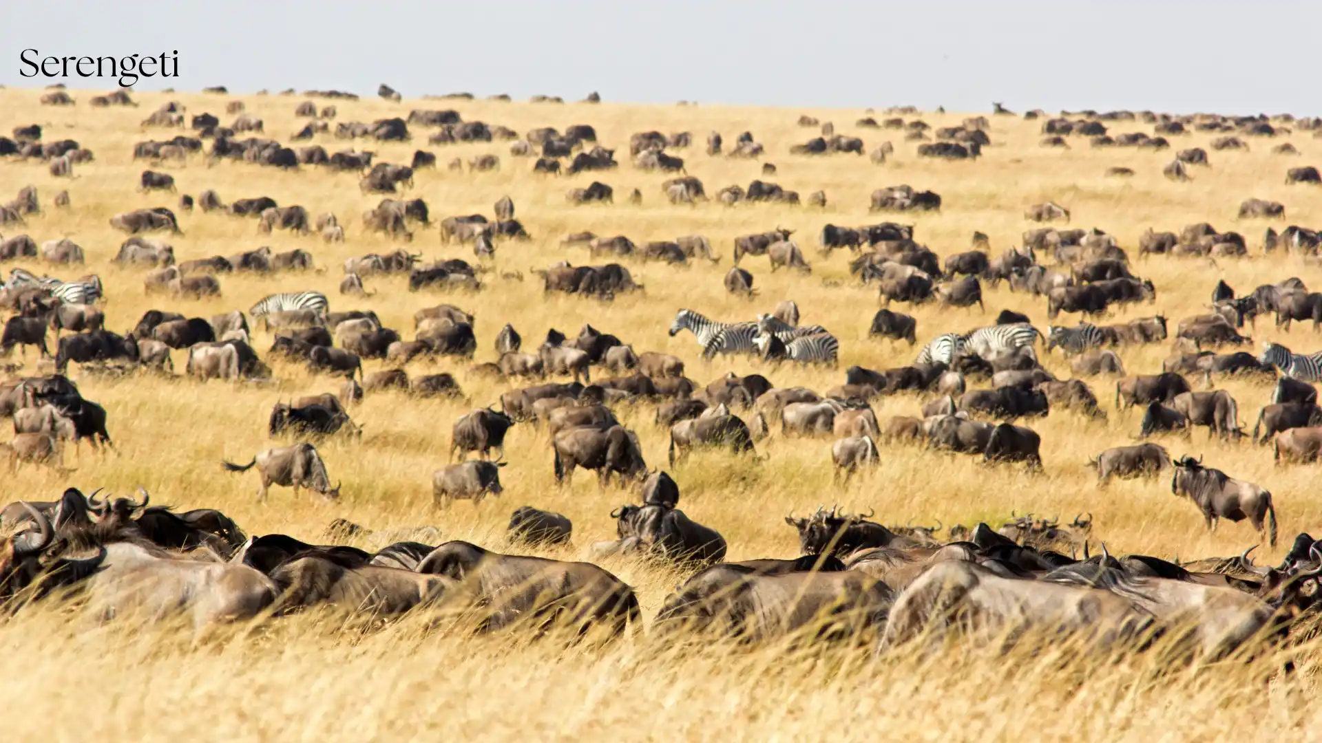 Massive wildebeest herd stretching to the horizon during the Great Migration calving season - Porcupine Tours