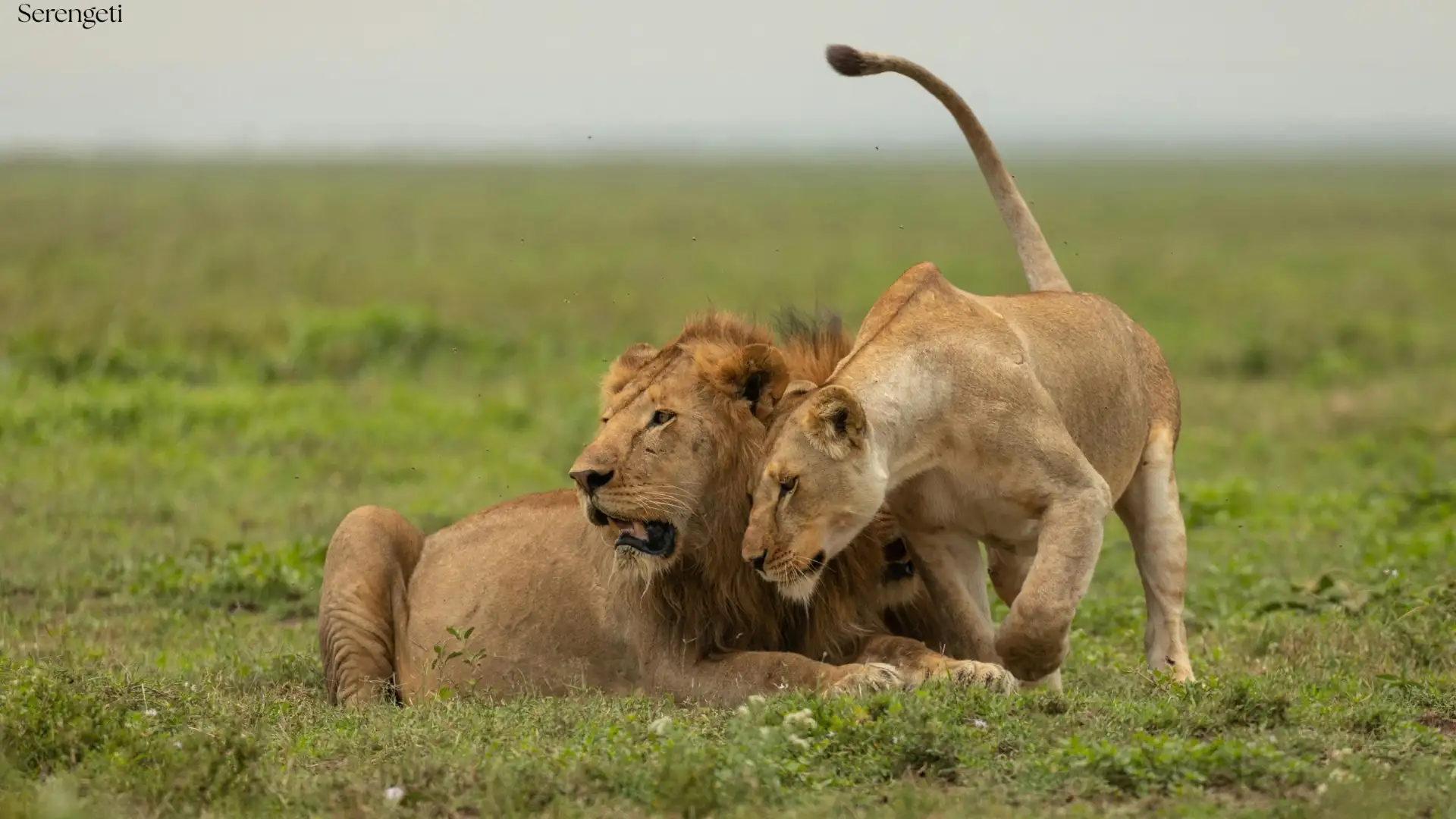 7-Day Calving Migration Safari | Ndutu, Serengeti & Ngorongoro - Porcupine Tours