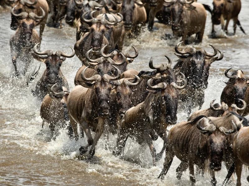 Tanzania's Conservation Triumph: How Community-Led Initiatives Are Saving Wildlife