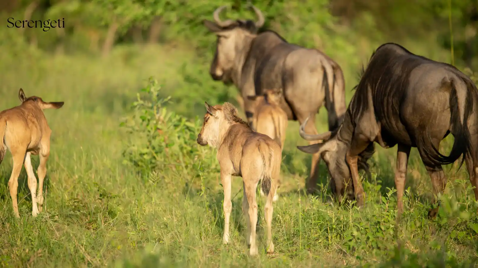 Calving Season in the Serengeti: Witnessing Nature's Greatest Birth Event in Ndutu - Porcupine Tours