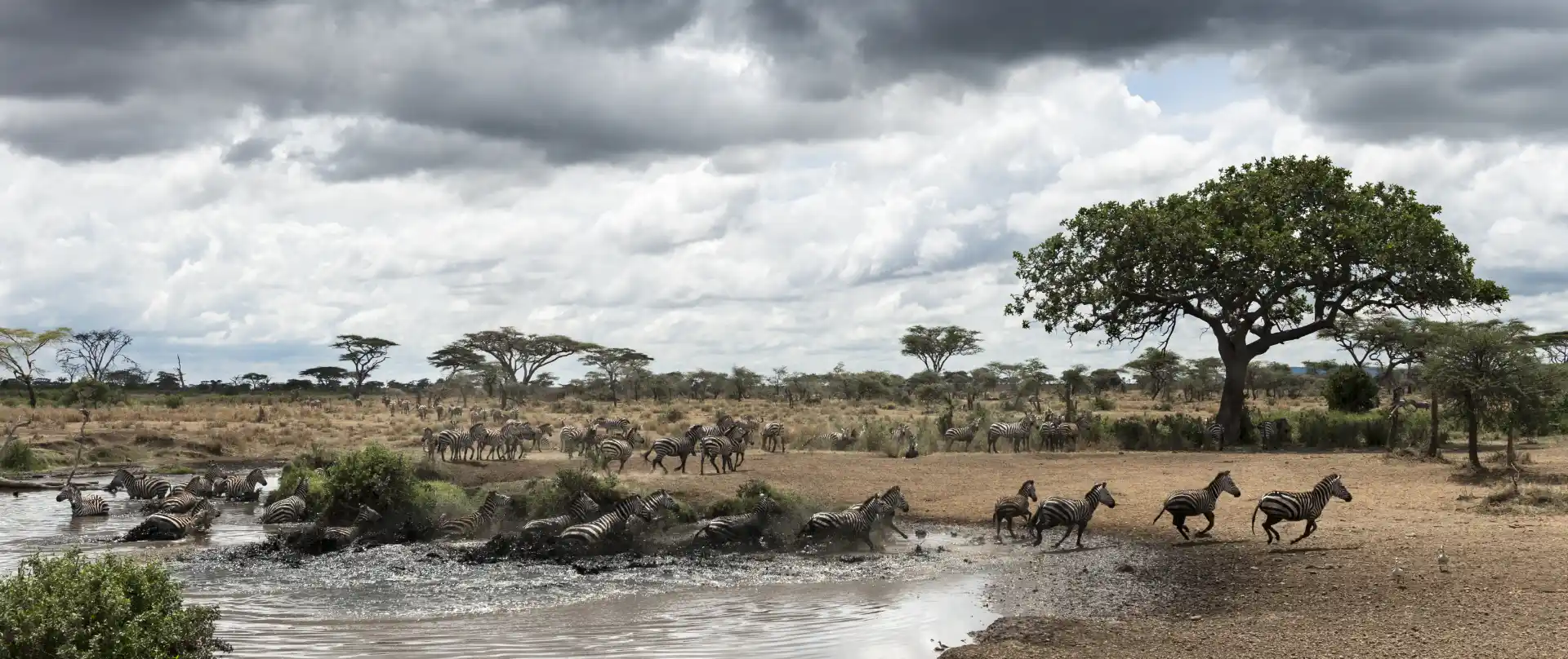 Tanzania Wins Major Global Award in Safari Tourism - Tanzania safari insights from Porcupine Tours