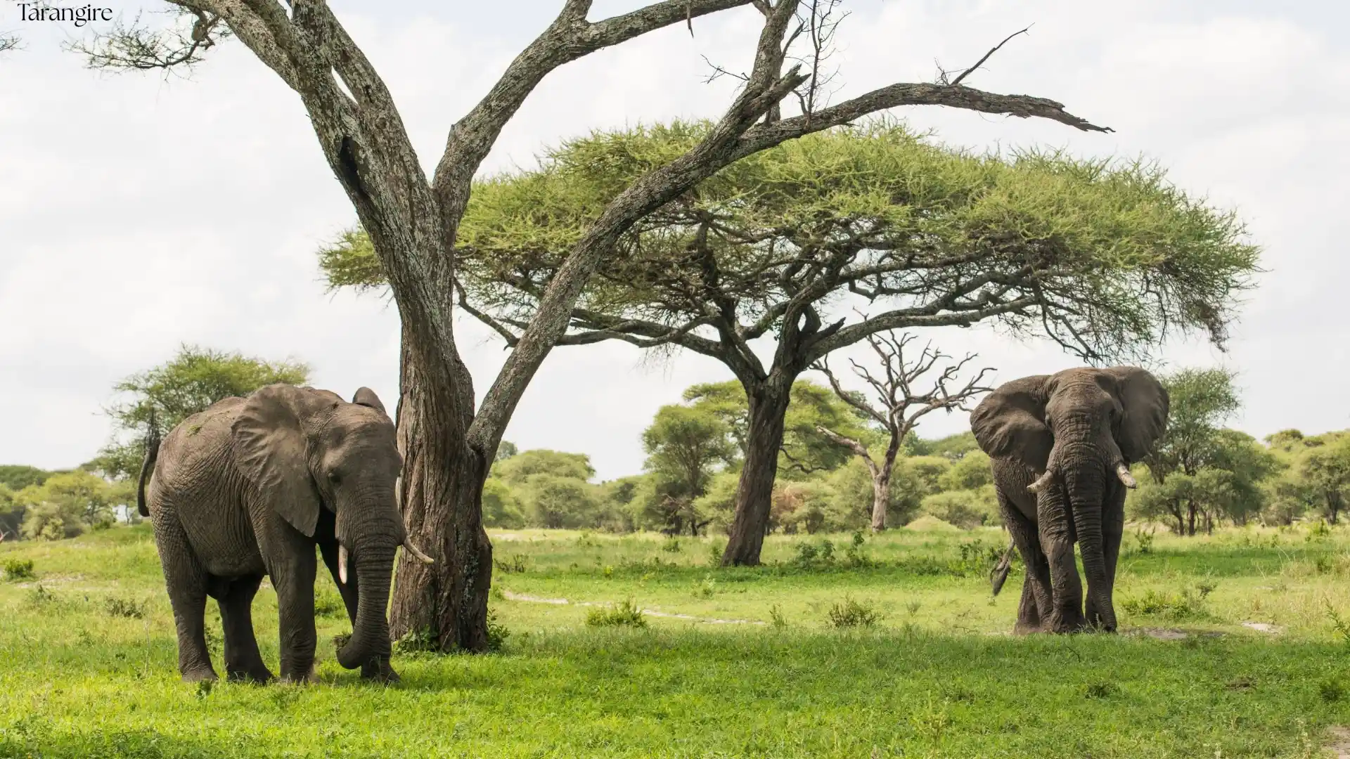 4-Day Tanzania Nature Safari | Tarangire & Ngorongoro - Tanzania Safari Package