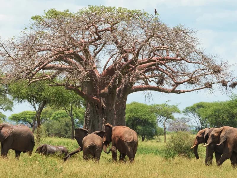 Tanzania Hits World Record Through Tarangire Balloon Flight - Tanzania safari insights from Porcupine Tours
