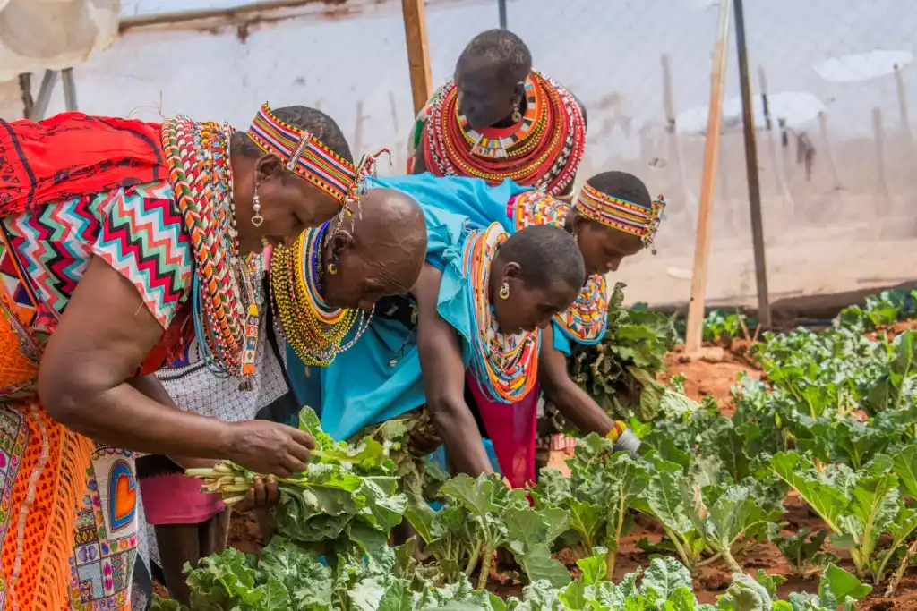 Umoja women working together in the village garden, growing vegetables for the community - Porcupine Tours