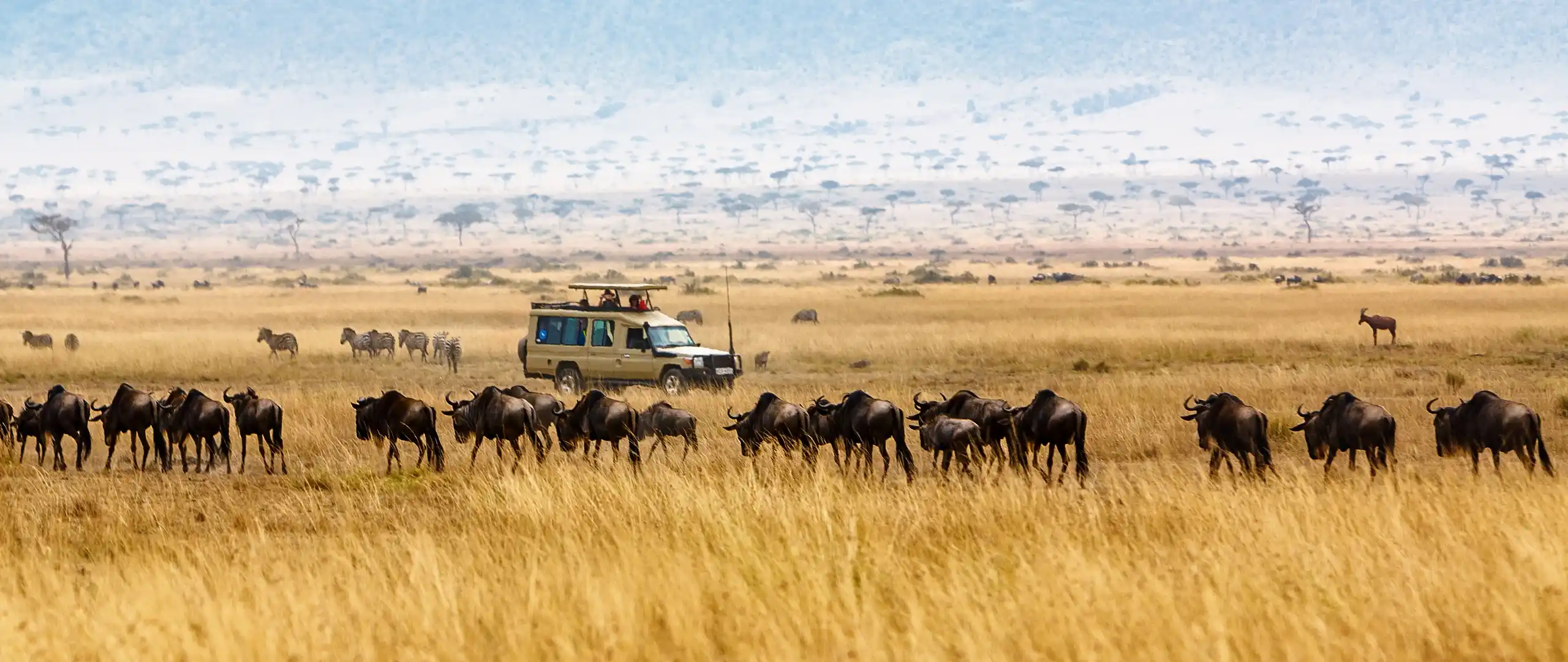 Tourists on safari game drive observing wildebeest and zebra herds in Tanzania - Porcupine Tours